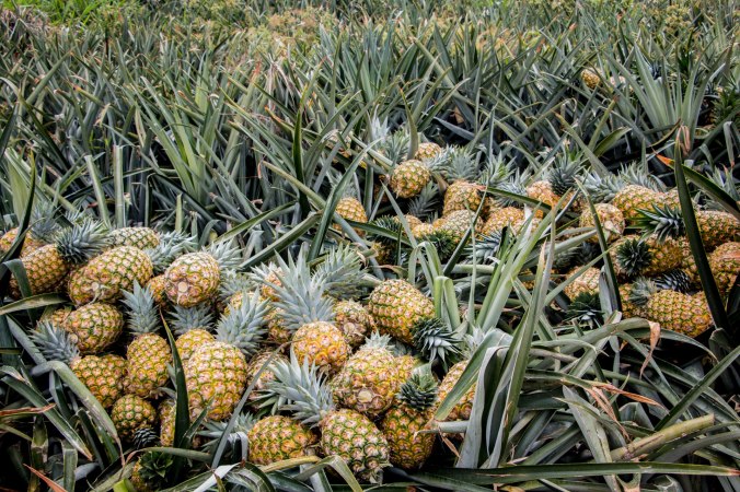 pineapple_6